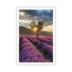 Poster - Lila gekleurd aroma - 61x91 cm