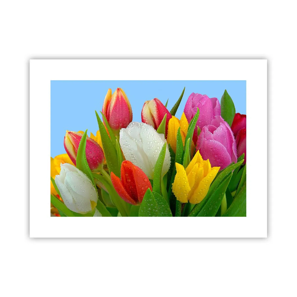 Poster - Een bloemenregenboog in dauwdruppels - 40x30 cm