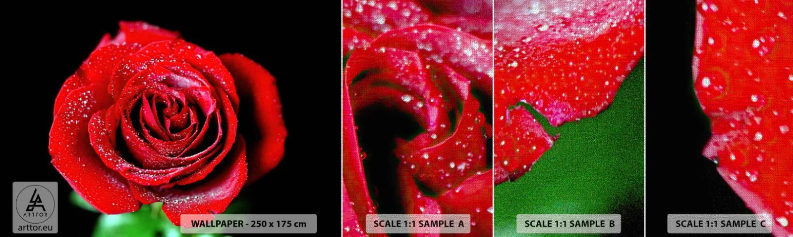 Fotobehang Monster Premium Canvas - Dit is liefde - Bloemen, Rode roos, Rozenblaadjes - 100x30 cm