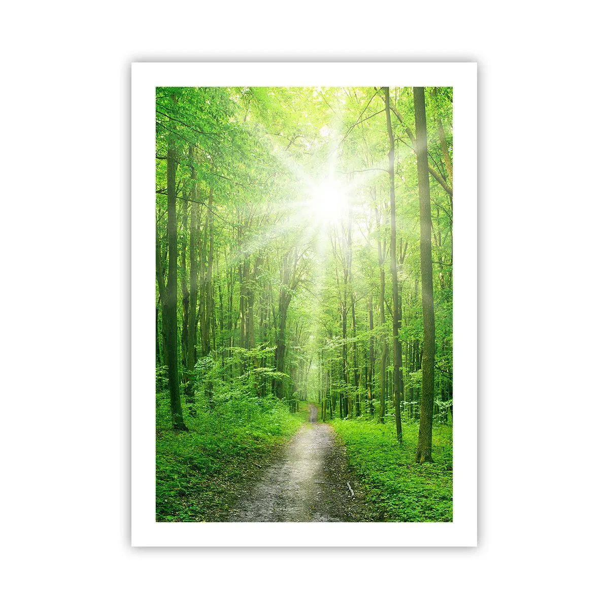 Poster - De groene kathedraal - 50x70 cm