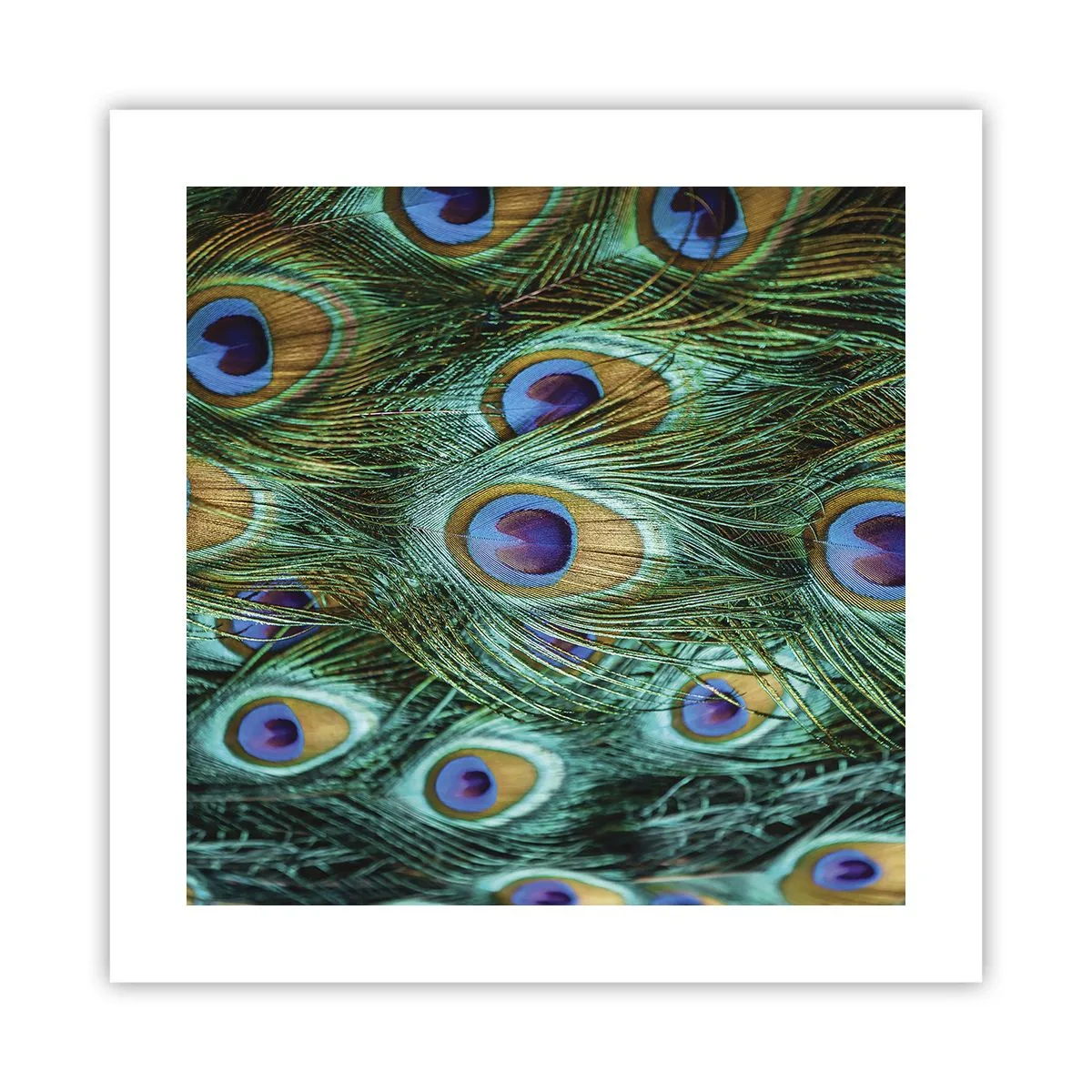 Poster - Een pauwenooglook - 40x40 cm