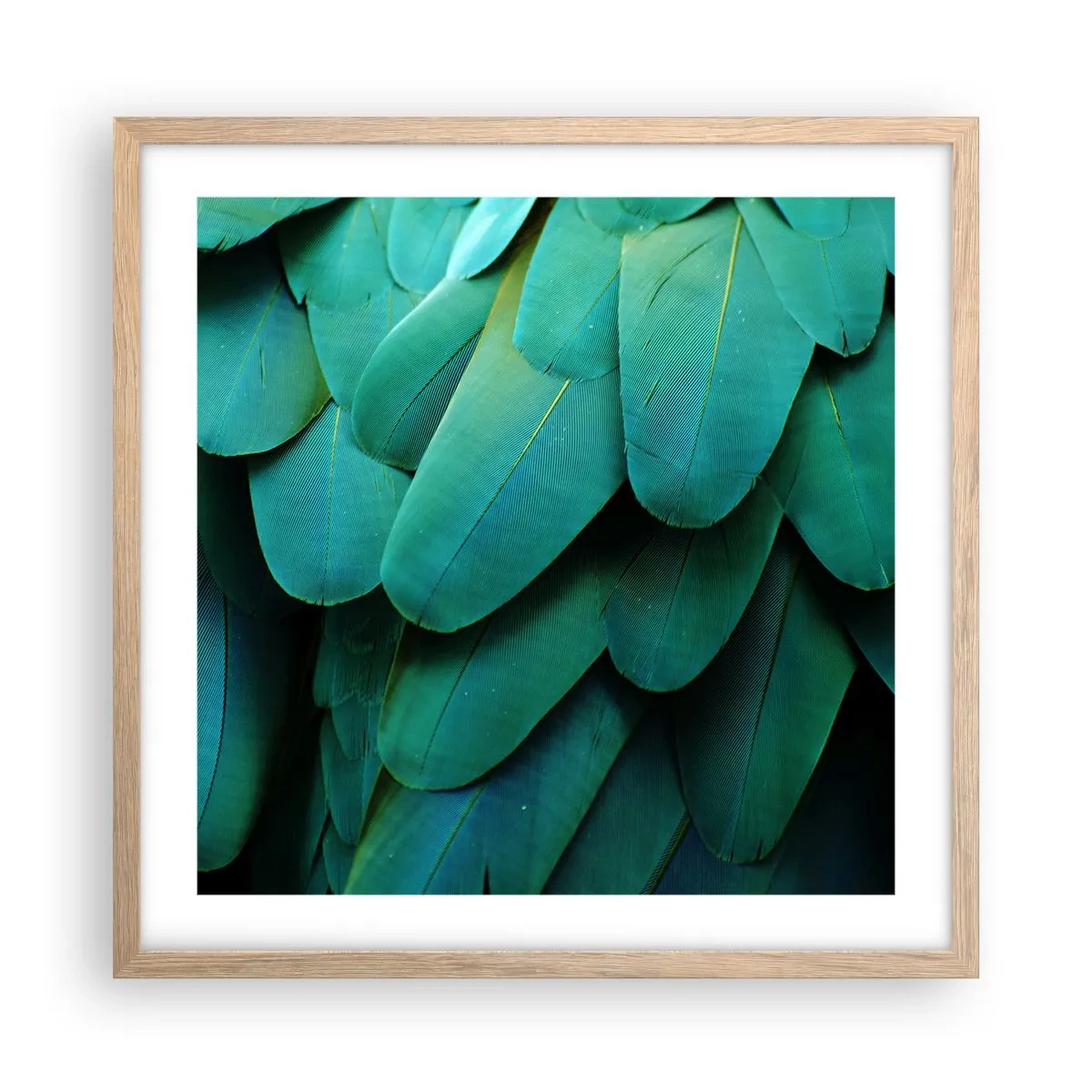 Een poster in een licht eiken lijst - Papegaaiachtige precisie - 50x50 cm