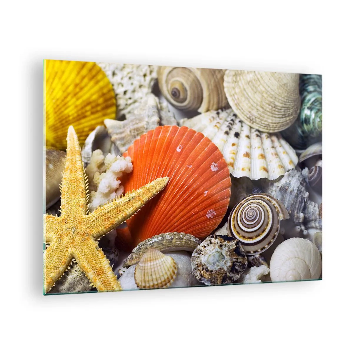 Schilderen op glas - Kleurrijke schelpen en zeesterren in een maritieme compositie - 70x50cm - Oceaan schatten - Moderne wanddecoratie voor woonkamer en slaapkamer ARTTOR