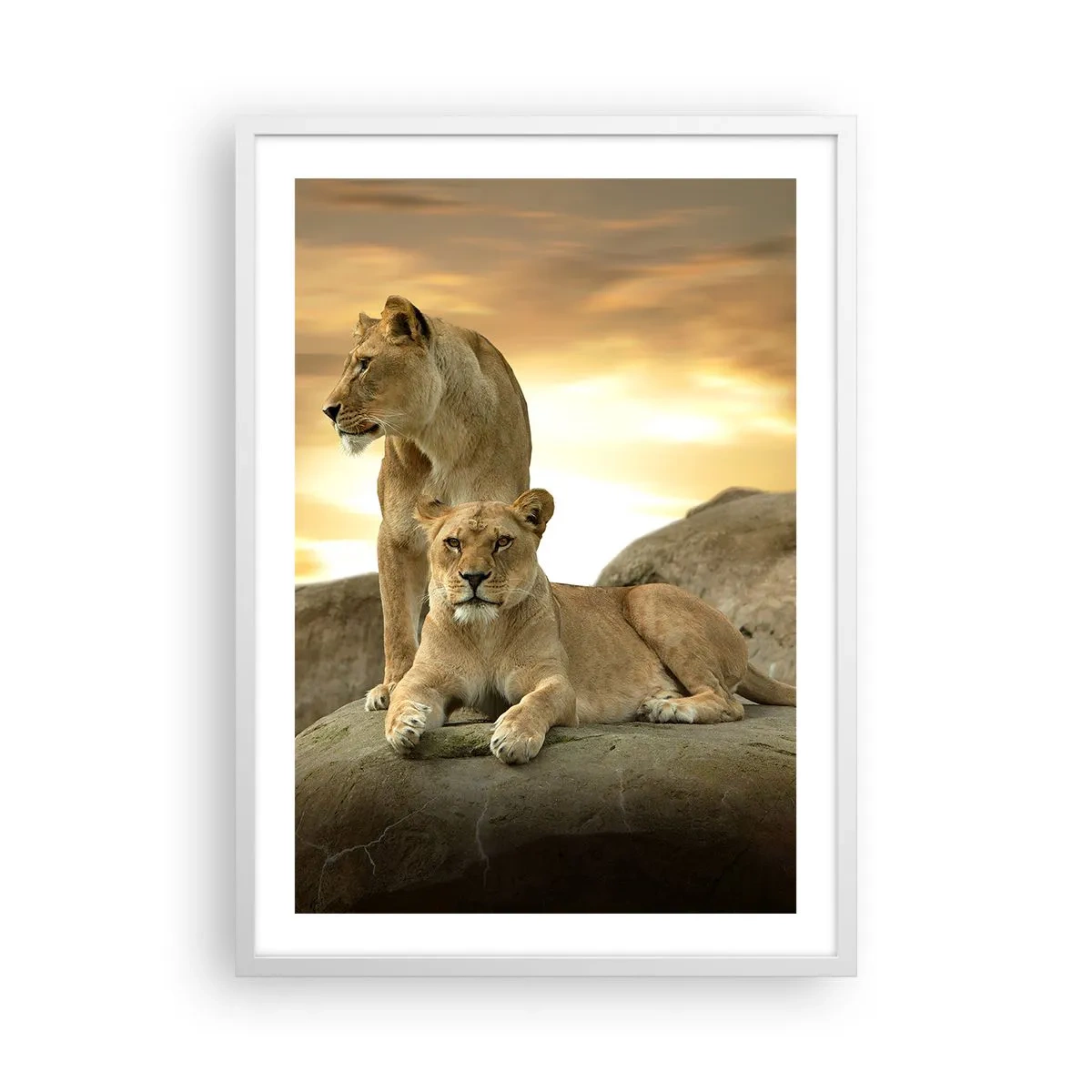 Poster in een witte lijst - Koninklijke majesteit - 50x70 cm