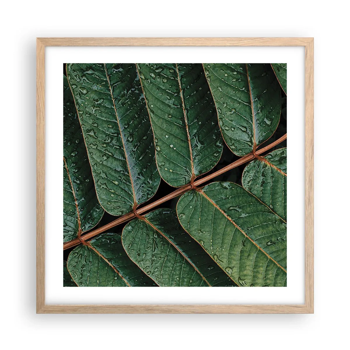 Een poster in een licht eiken lijst - In een groen ritme - 50x50 cm