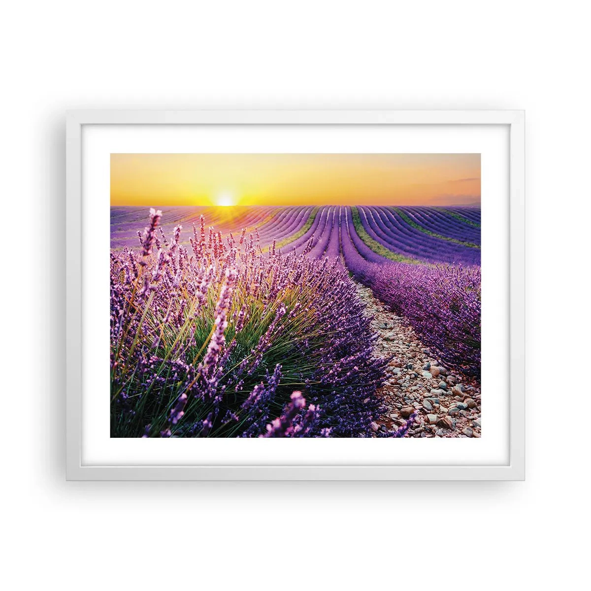 Poster in een witte lijst - Geurige korenvelden - 50x40 cm