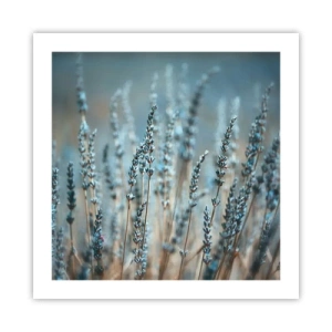 Poster - Geurig korenveld - 50x50 cm