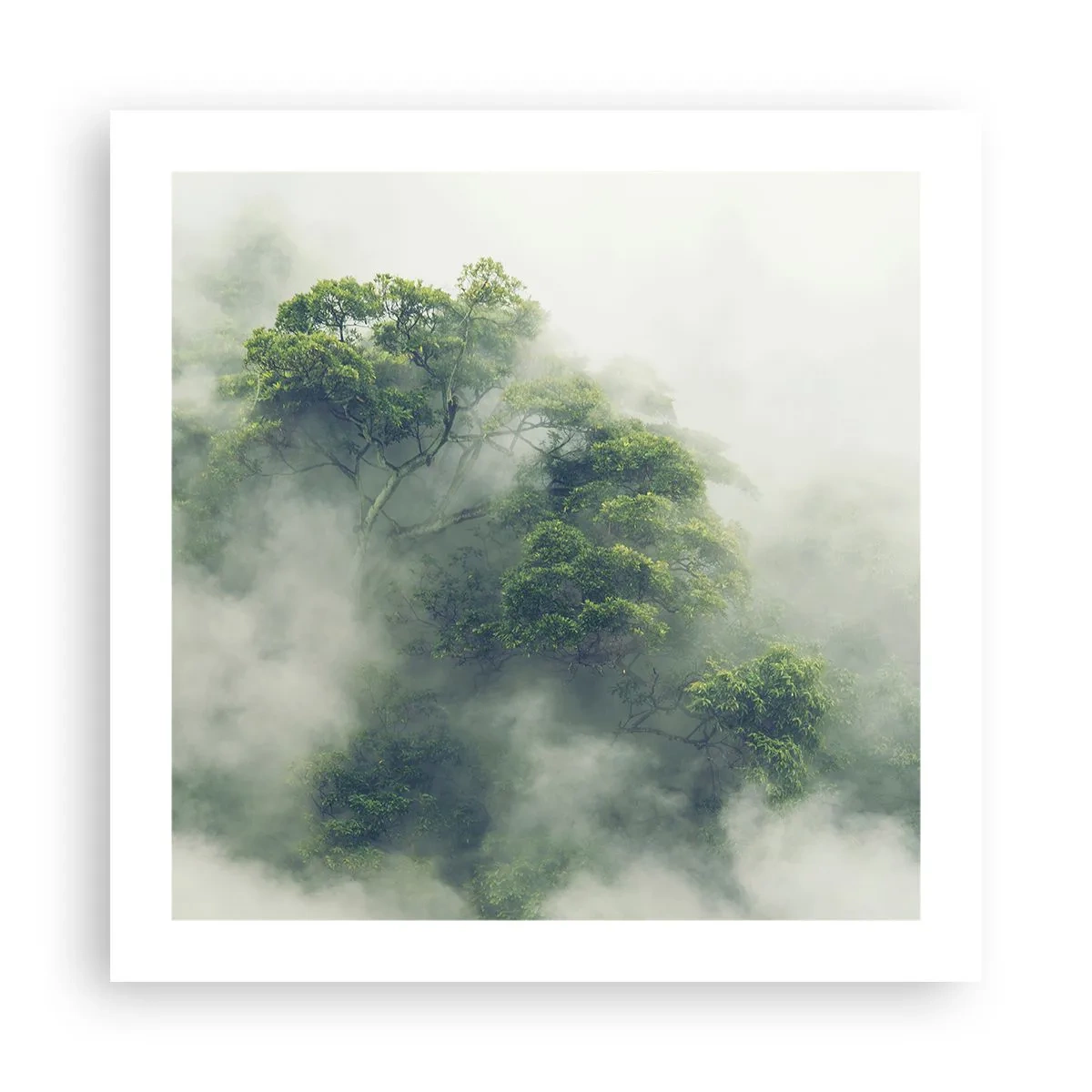 Poster - In mist gehuld - 50x50 cm