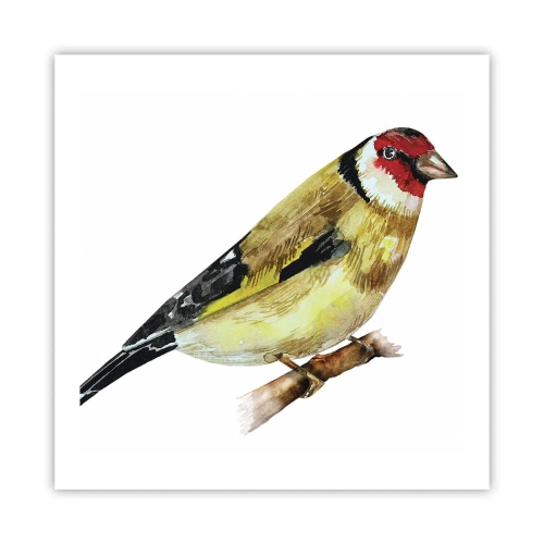 Poster - Vogel portret - 60x60 cm
