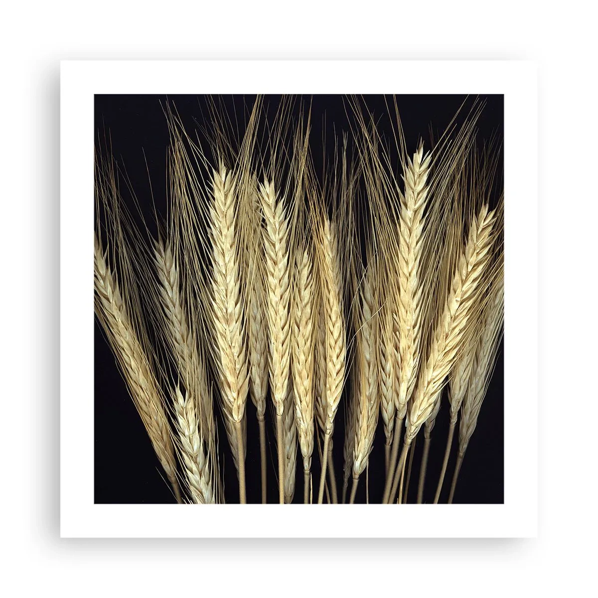 Poster - Rustieke magie - 50x50 cm