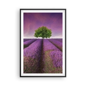 Poster in een zwarte lijst - Op lavendelvelden - 61x91 cm