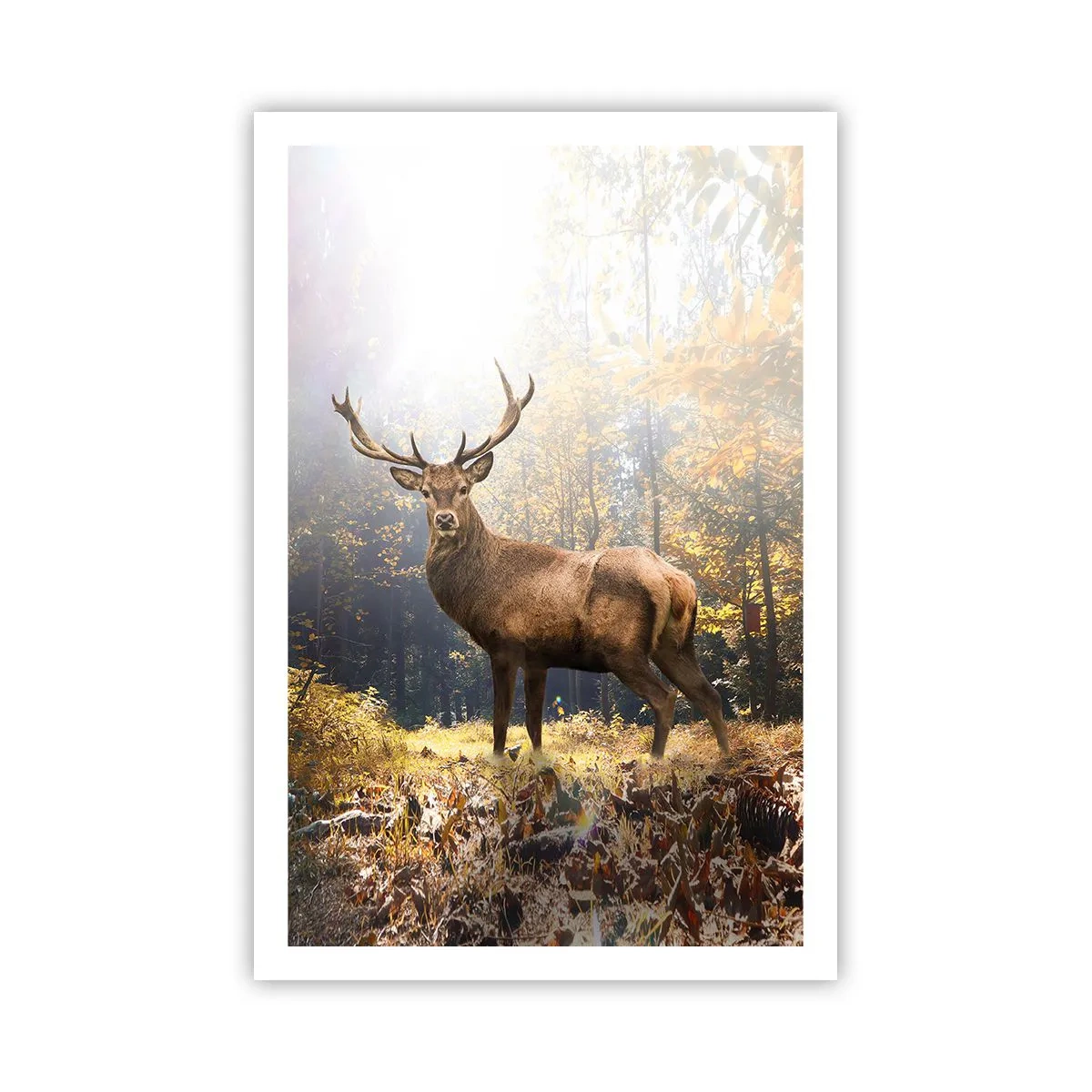 Poster - In volle majesteit - 61x91 cm