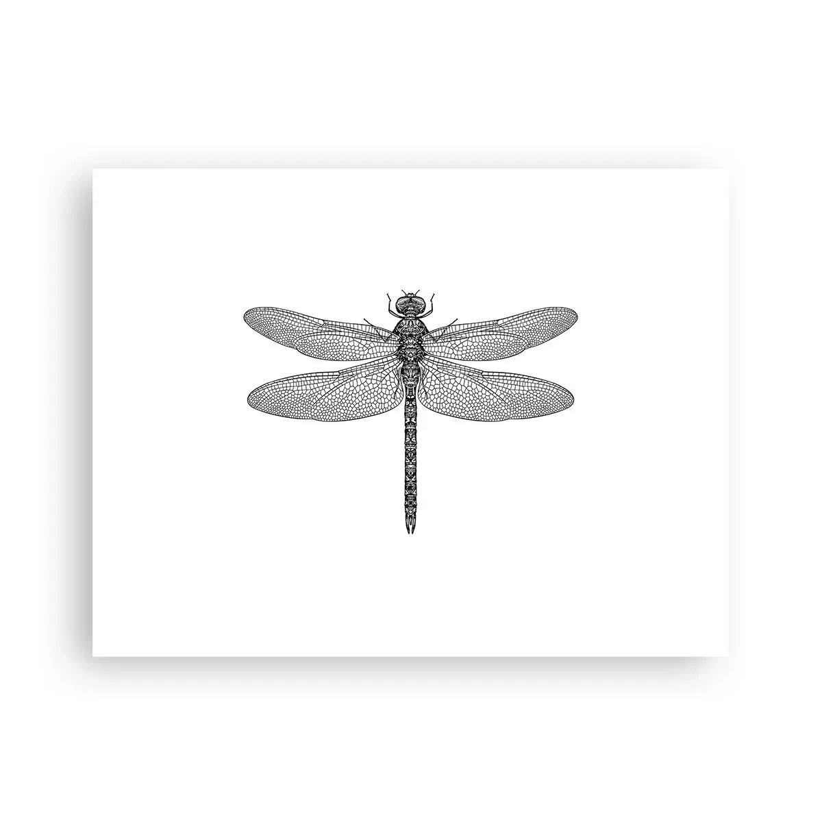 Poster - Precisie van de natuur - 40x30 cm