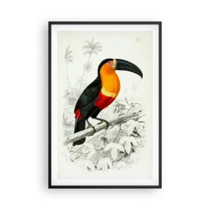 Poster in een zwarte lijst - Kleuren van vogels - 61x91 cm