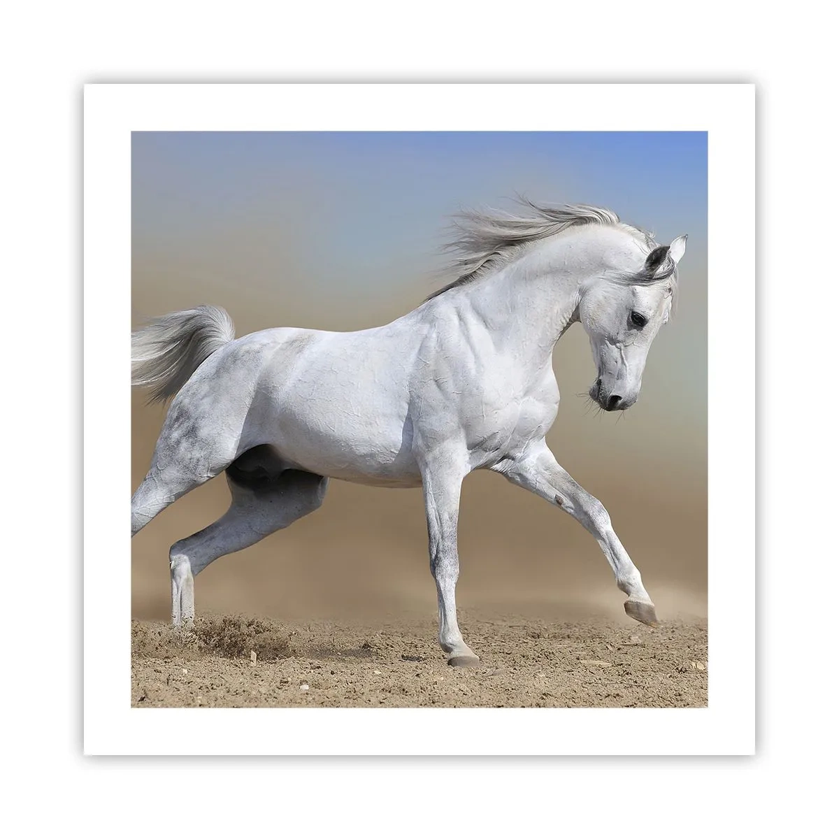 Poster - Het mooiste Arabische sprookje - 50x50 cm