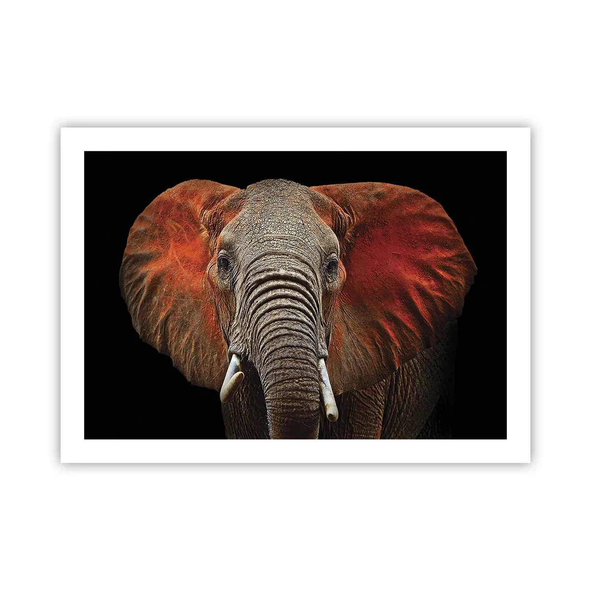 Poster - Ik ben wild, en jij? - 70x50 cm