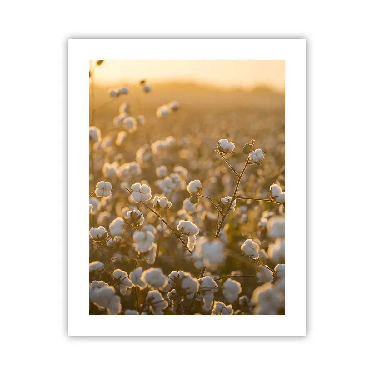 Poster - Pluizig veld - 40x50 cm