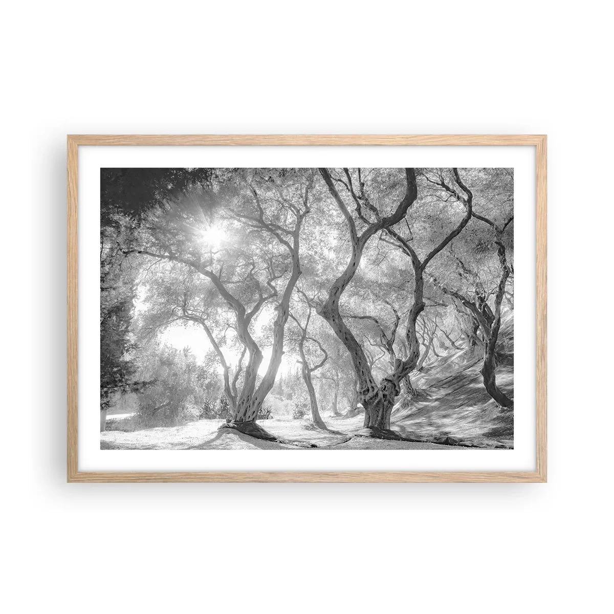 Een poster in een licht eiken lijst - In de olijfboomgaard - 70x50 cm