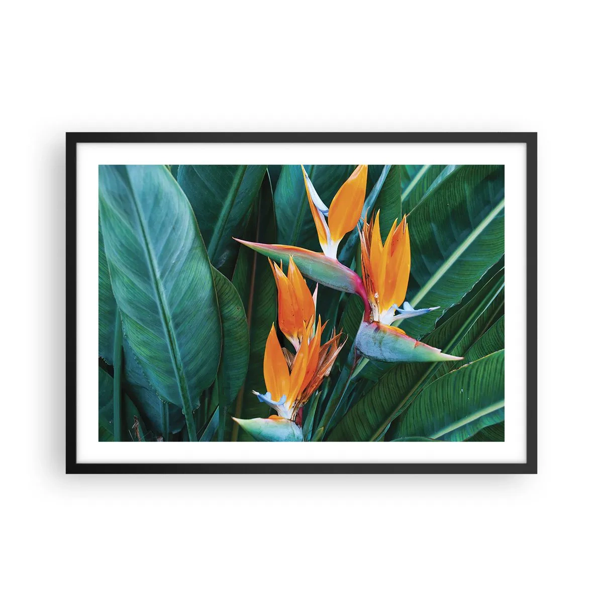 Poster in een zwarte lijst - Is het een bloem of is het een vogel? - 70x50 cm
