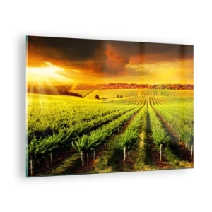 Schilderen op glas - Wijngaard in het licht van de ondergaande zon - 70x50cm - Onder de Australische zon - Moderne wanddecoratie voor woonkamer en slaapkamer ARTTOR