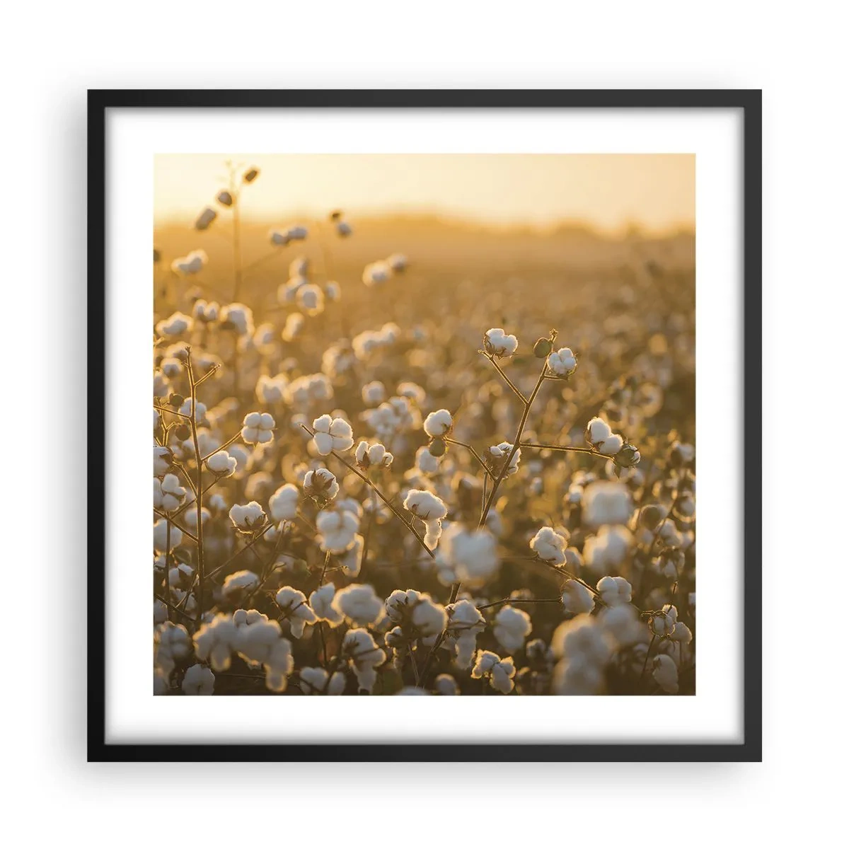 Poster in een zwarte lijst - Pluizig veld - 50x50 cm