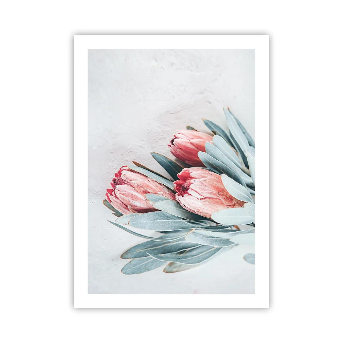 Poster - Schaamt zich voor hun eigen schoonheid - 50x70 cm