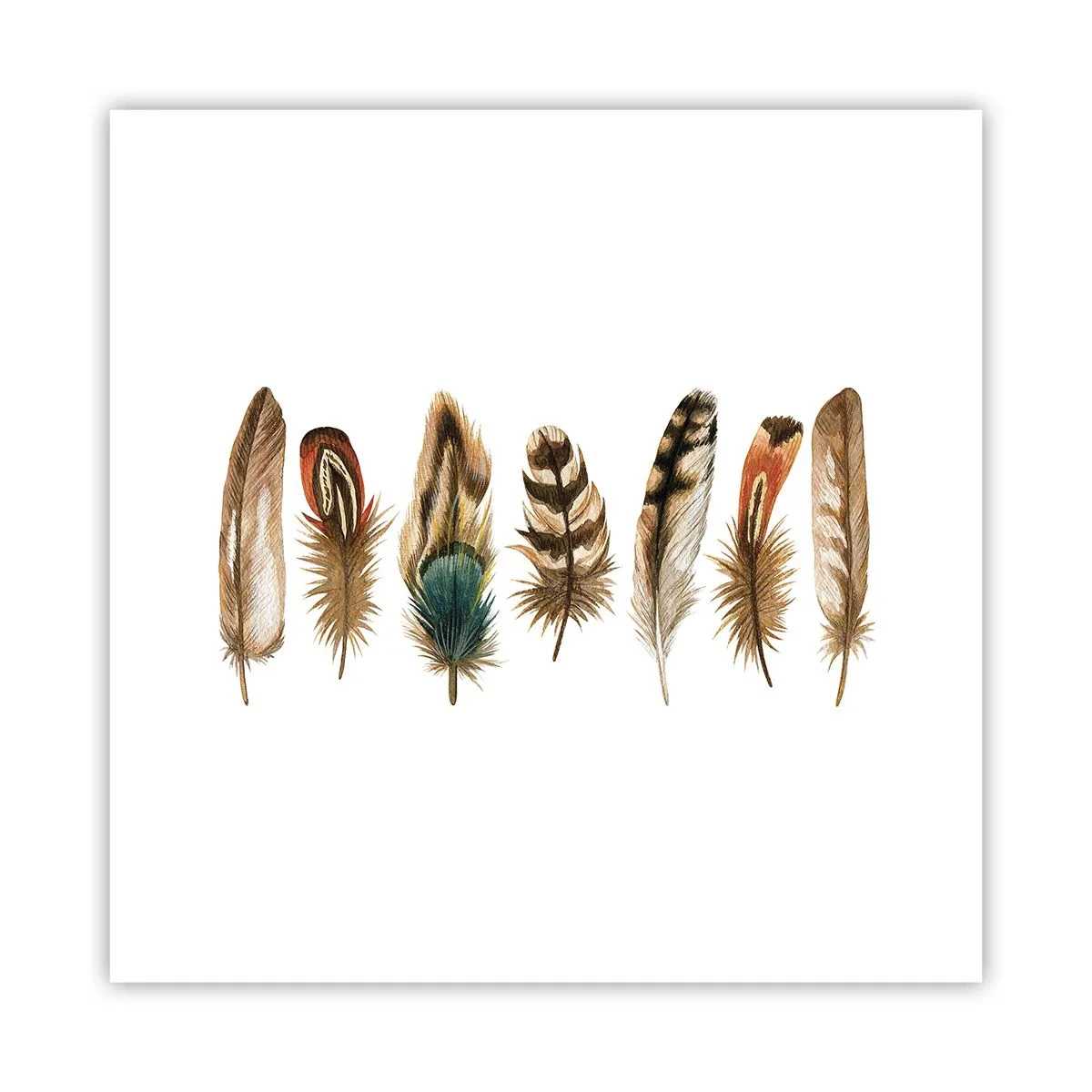 Poster - Een gevederde variatie - 30x30 cm