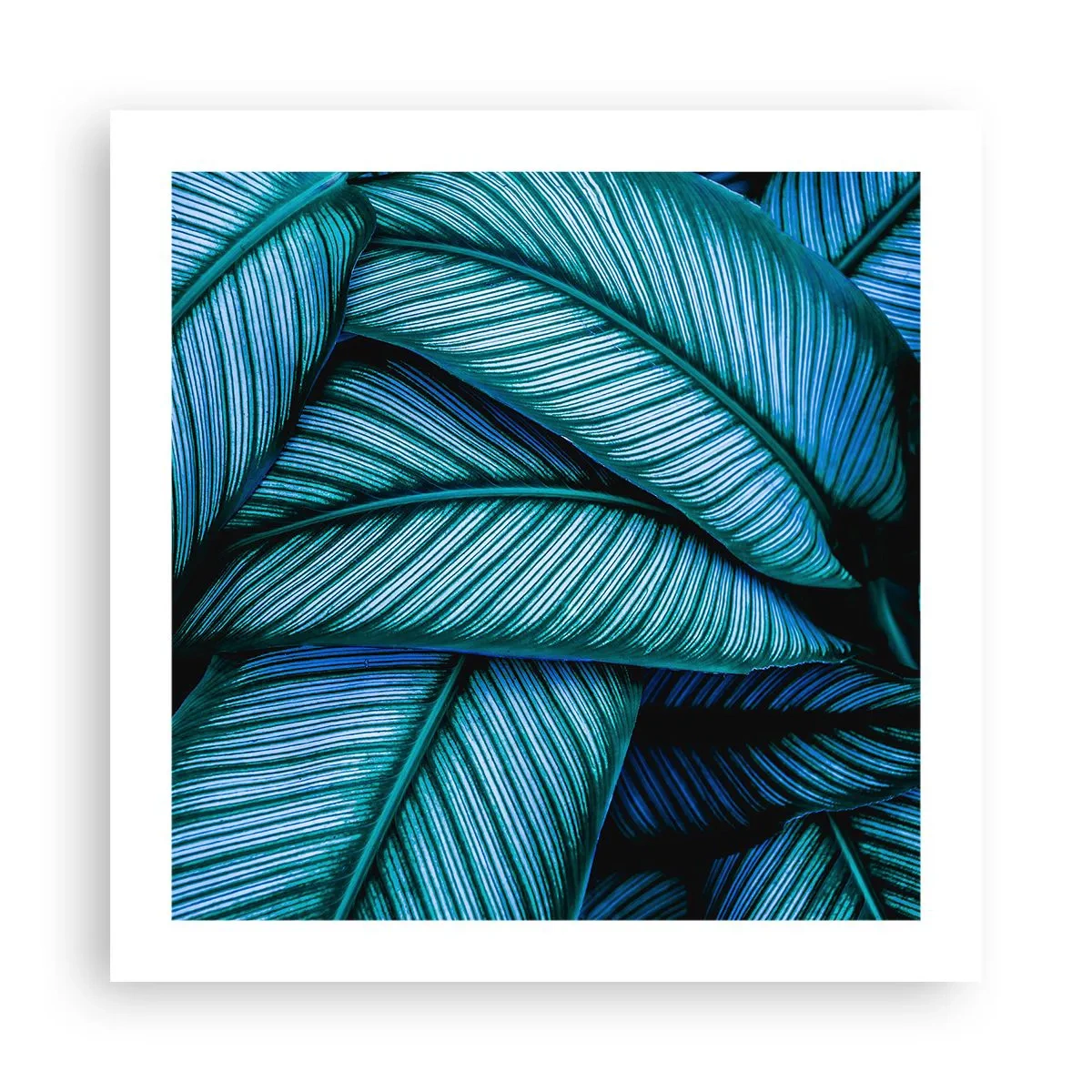 Poster - Levens lijnen - 50x50 cm