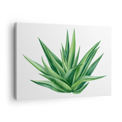 Schilderen op canvas - Een sappige groene plant op een witte achtergrond - 70x50cm - Groen – kracht – leven - Moderne wanddecoratie voor woonkamer en slaapkamer ARTTOR