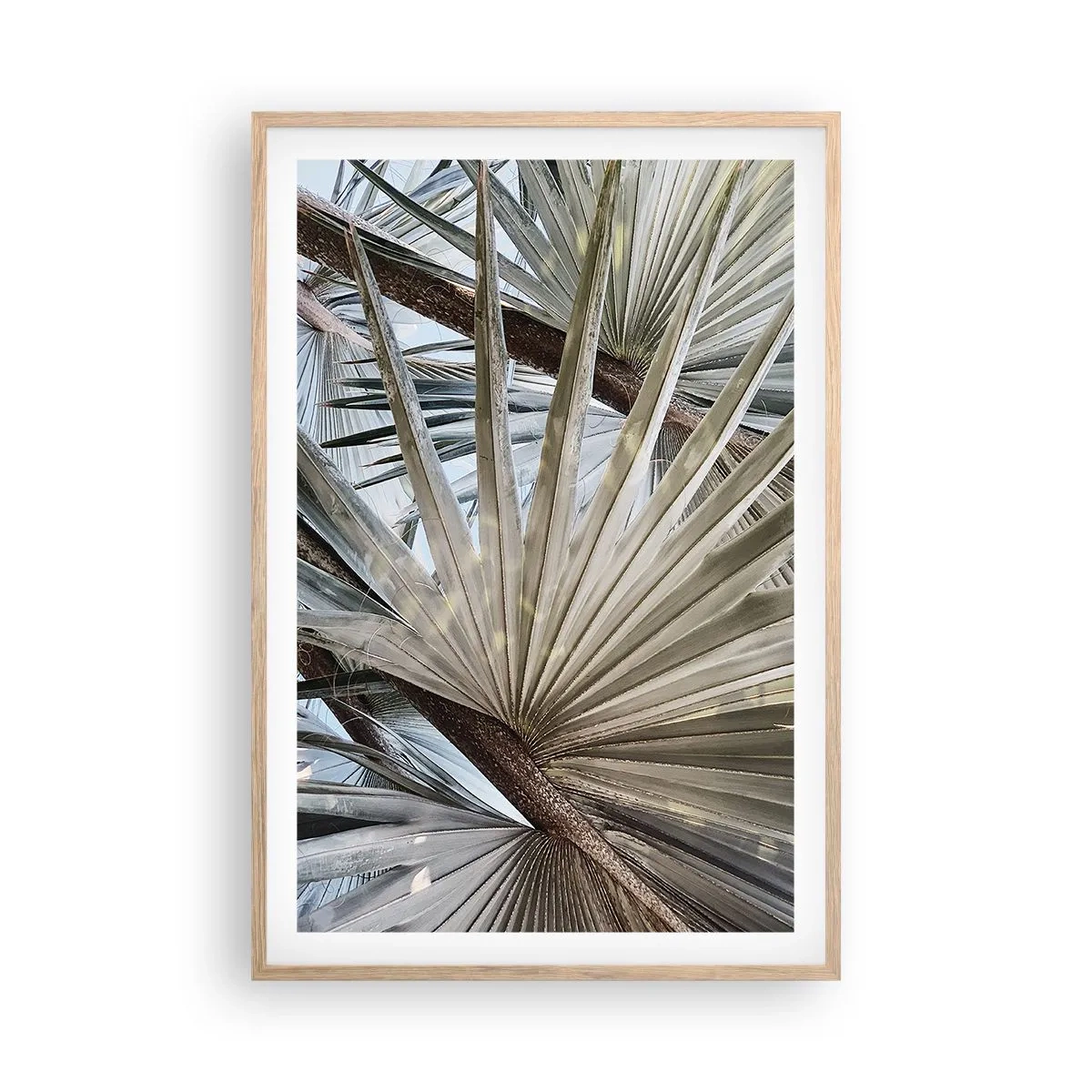 Een poster in een licht eiken lijst - Fans in de tropen - 61x91 cm