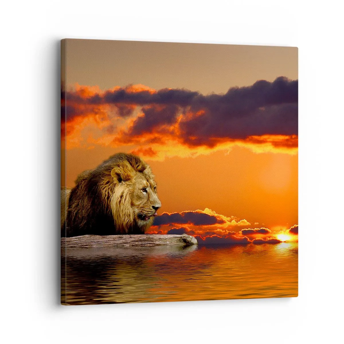 Schilderen op canvas - Koning van de natuur - 30x30 cm