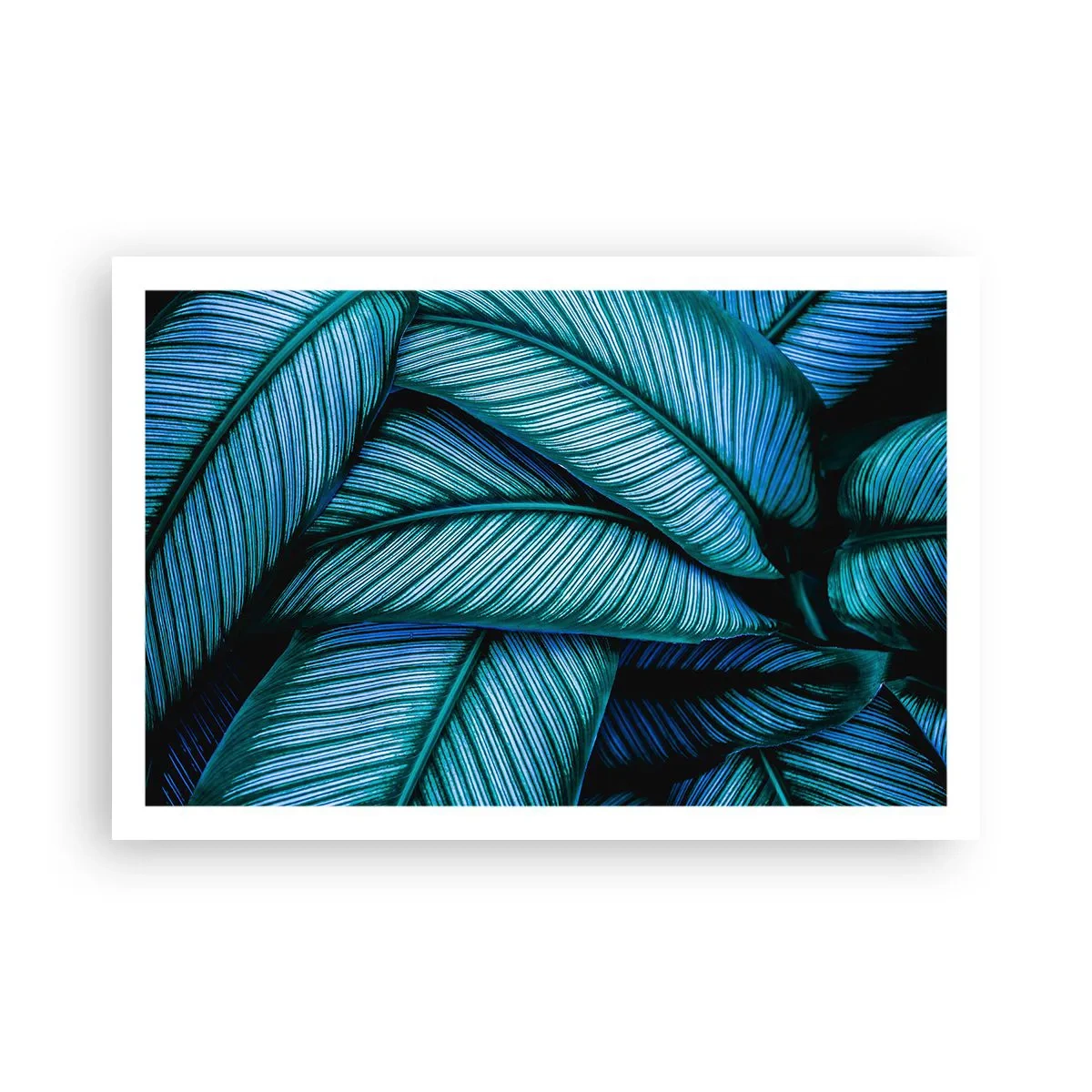 Poster - Levens lijnen - 91x61 cm