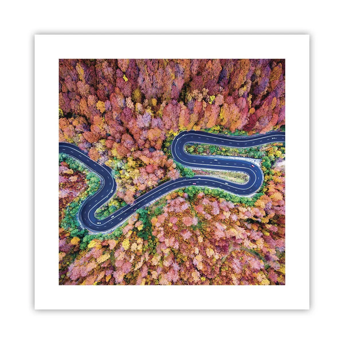 Poster - Een kronkelende weg door het bos - 40x40 cm