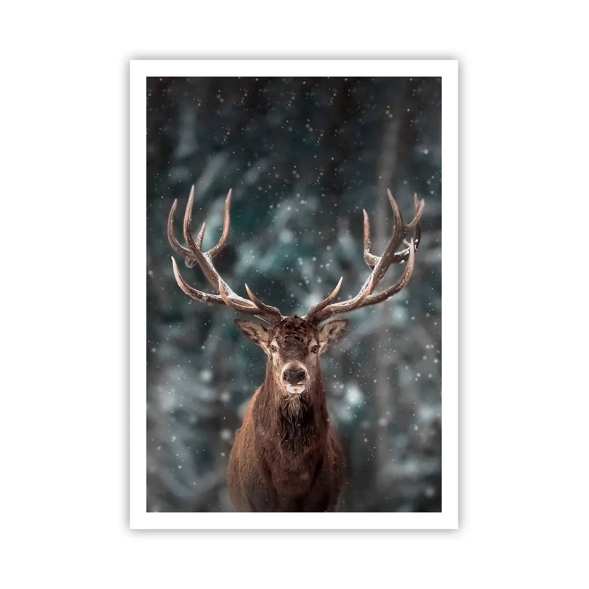 Poster - Gekroond tot koning van het bos - 70x100 cm