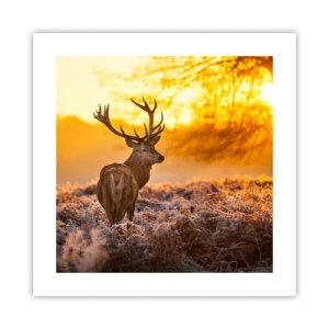 Poster - Koning van het herfstbos - 40x40 cm