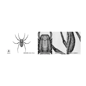 Fotobehang Monster Premium Canvas - Verontrustende precisie - Spin, Insect, Minimalistisch - 100x30 cm