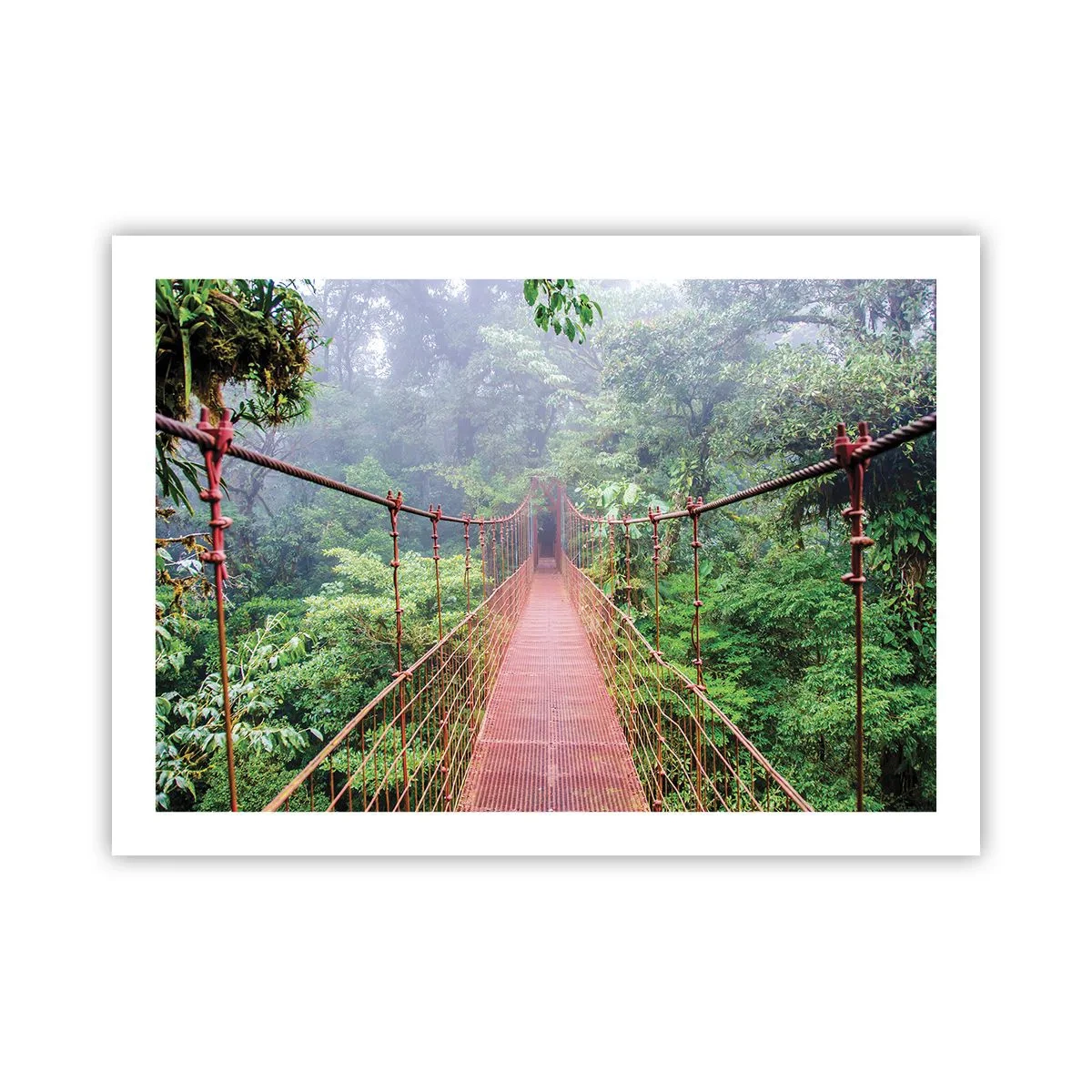 Poster - Opgehangen over de kronen - 70x50 cm