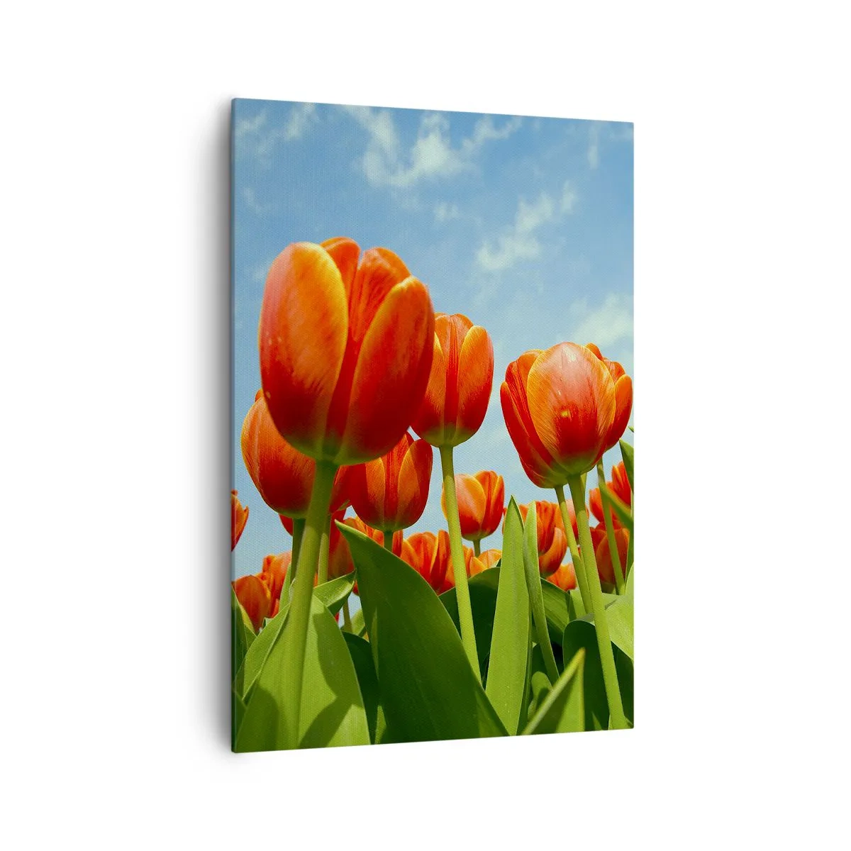 Schilderen op canvas - Afgezien van de blauwe lucht hebben ze niets nodig in hun leven - 70x100 cm