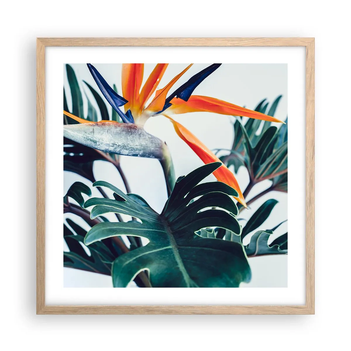 Een poster in een licht eiken lijst - Vogelstruik - 50x50 cm