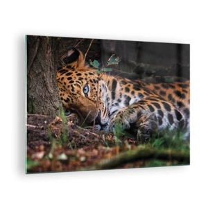 Schilderen op glas - Een jaguar ligt op de grond en kijkt kalm in de camera. - 70x50cm - Geloof me - Moderne wanddecoratie voor woonkamer en slaapkamer ARTTOR