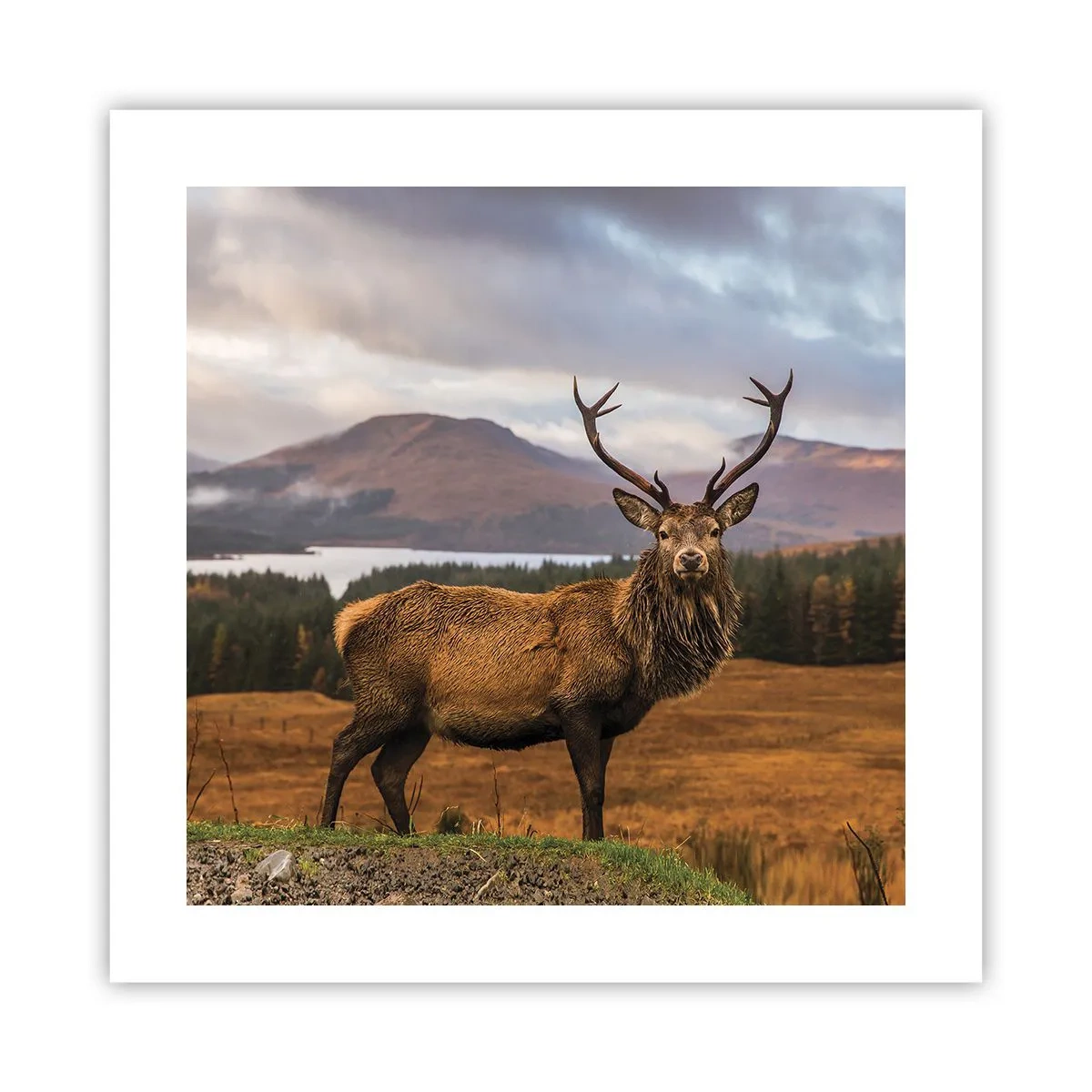 Poster - De majesteit van de natuur - 40x40 cm