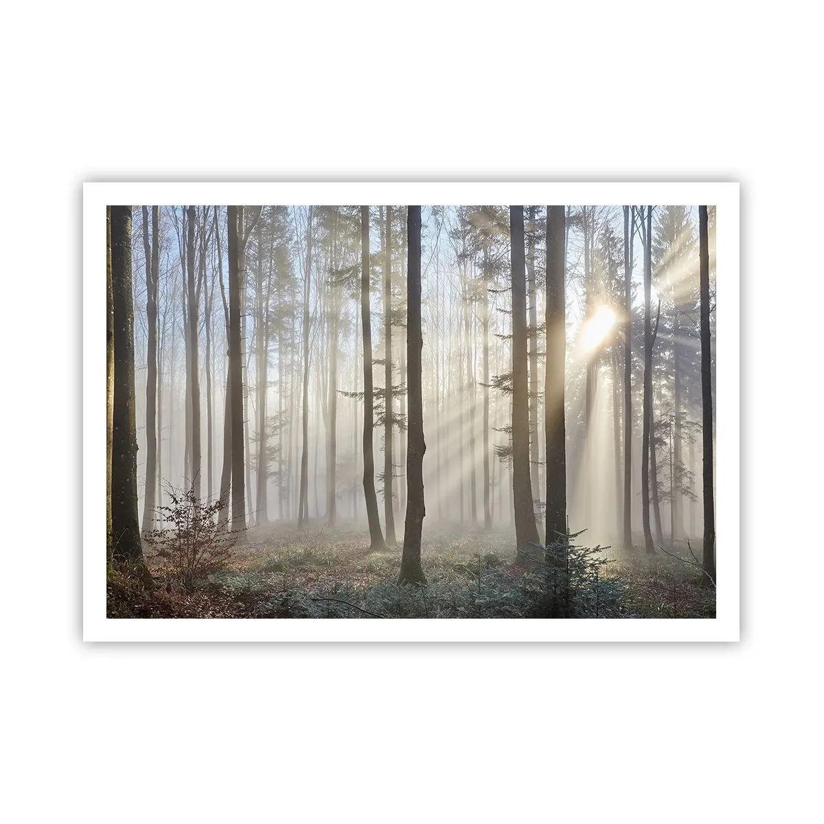 Poster - De mist werd ook wakker - 100x70 cm