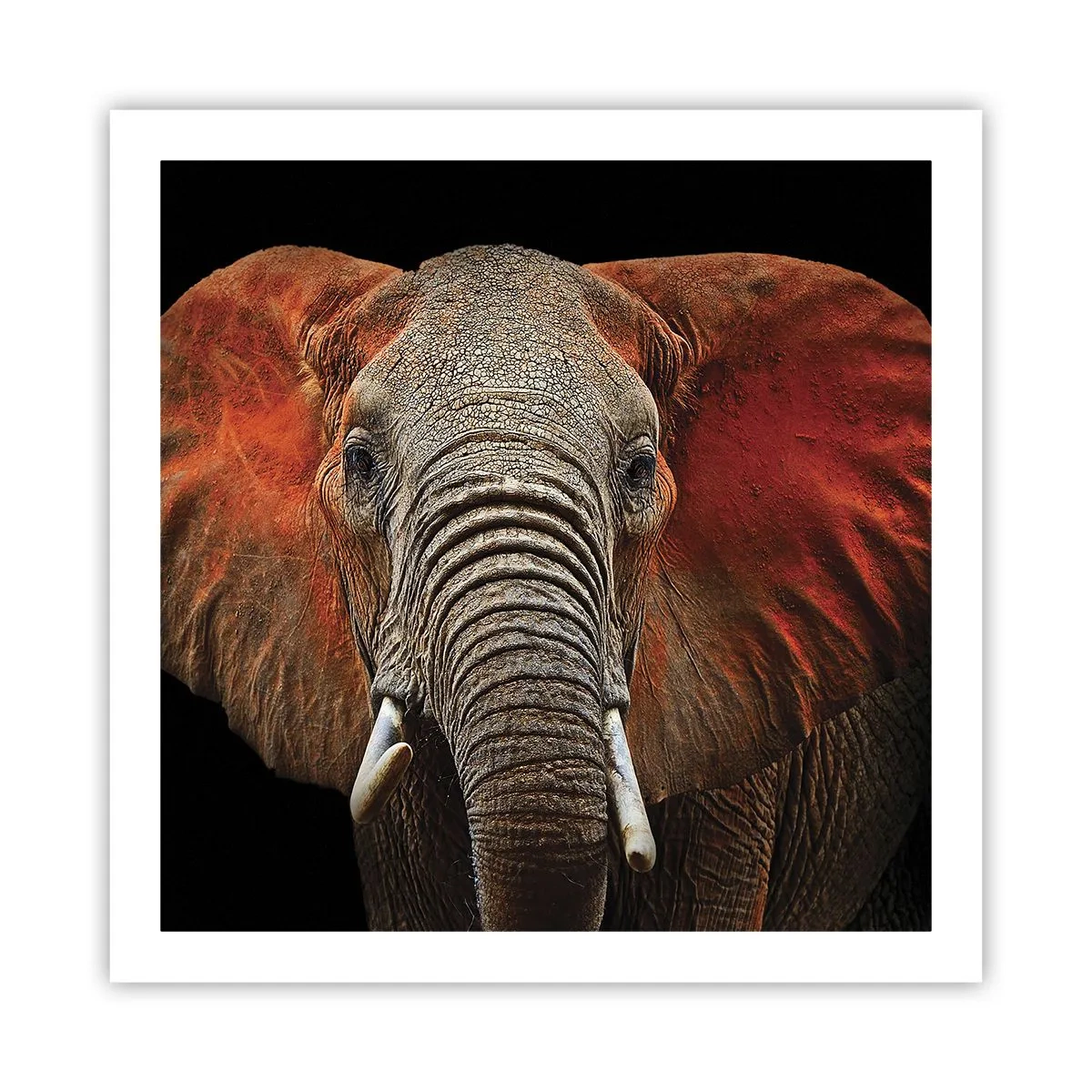 Poster - Ik ben wild, en jij? - 60x60 cm