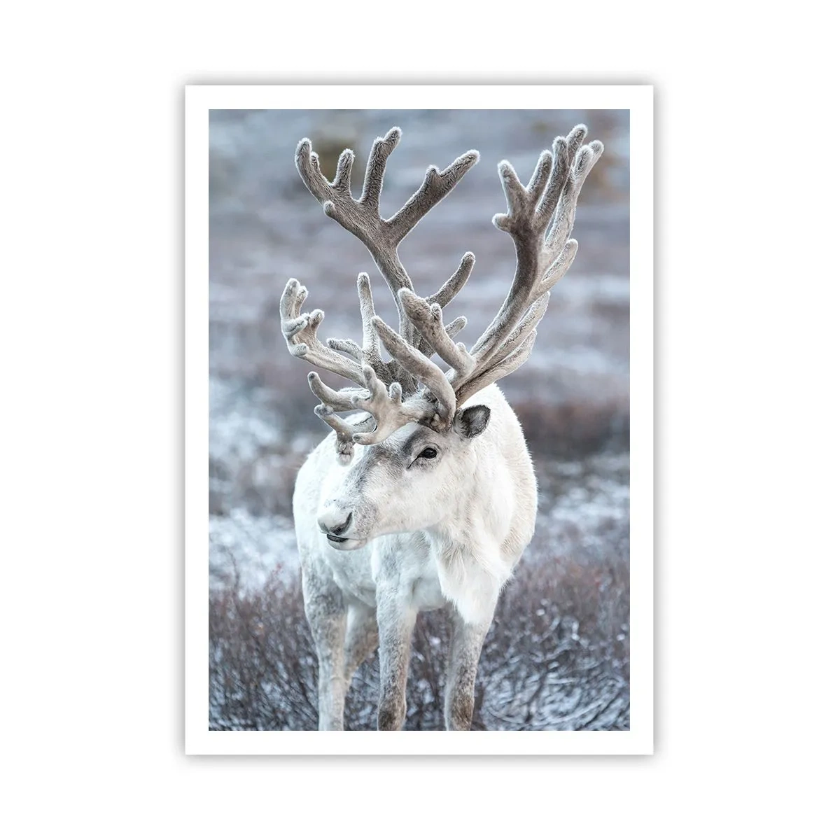 Poster - Portret in de zon - 70x100 cm