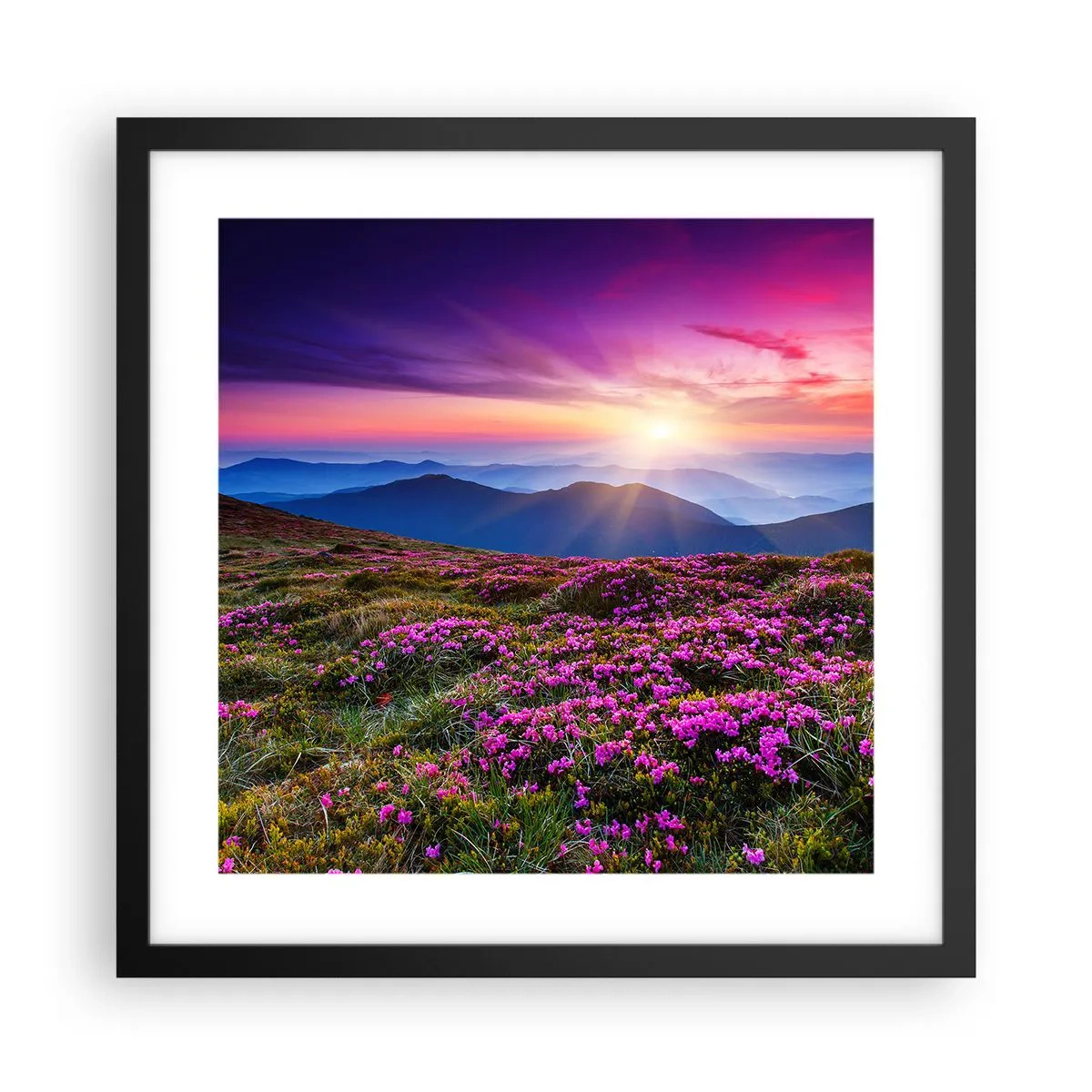 Poster in een zwarte lijst - Kruiden roken naar verse trossen van de velden - 40x40 cm