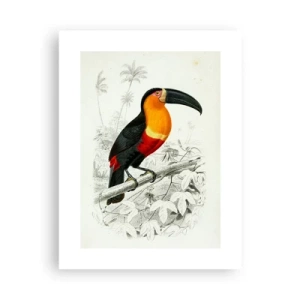 Poster - Kleuren van vogels - 30x40 cm