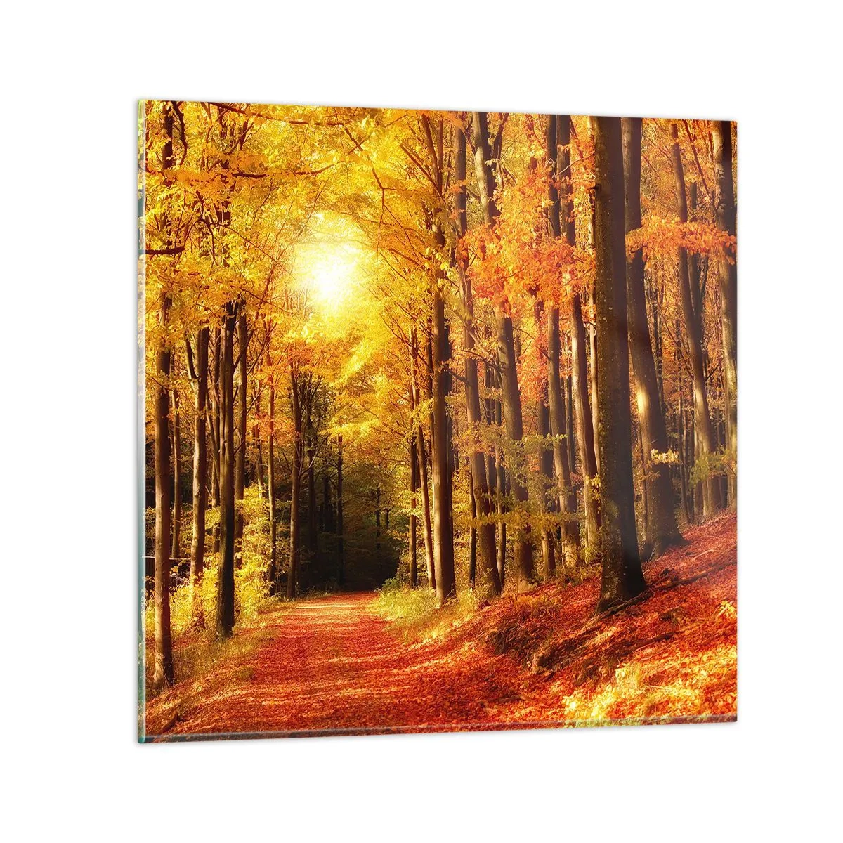 Schilderen op glas - Gouden herfst op een bosweg - 50x50 cm