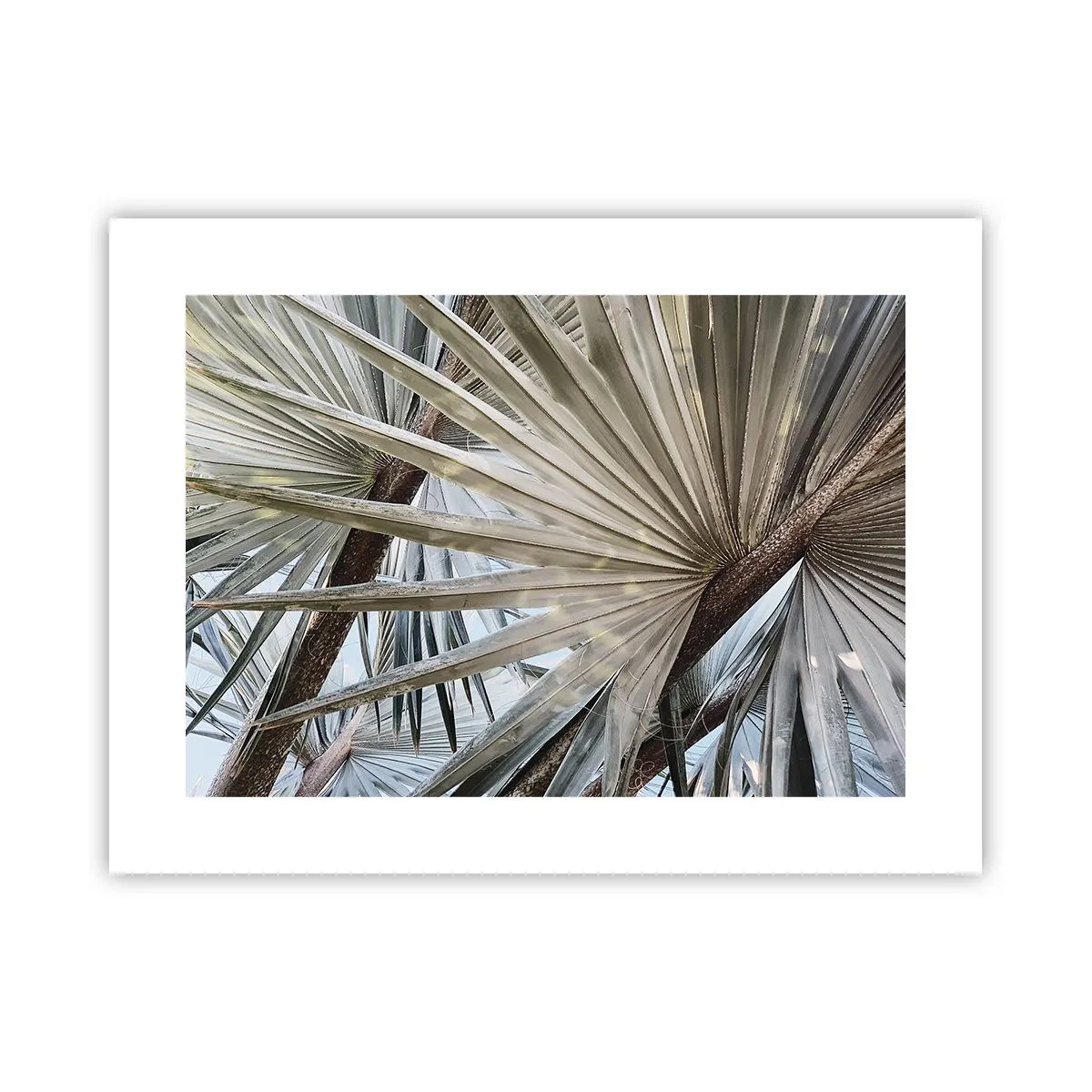 Poster - Fans in de tropen - 40x30 cm