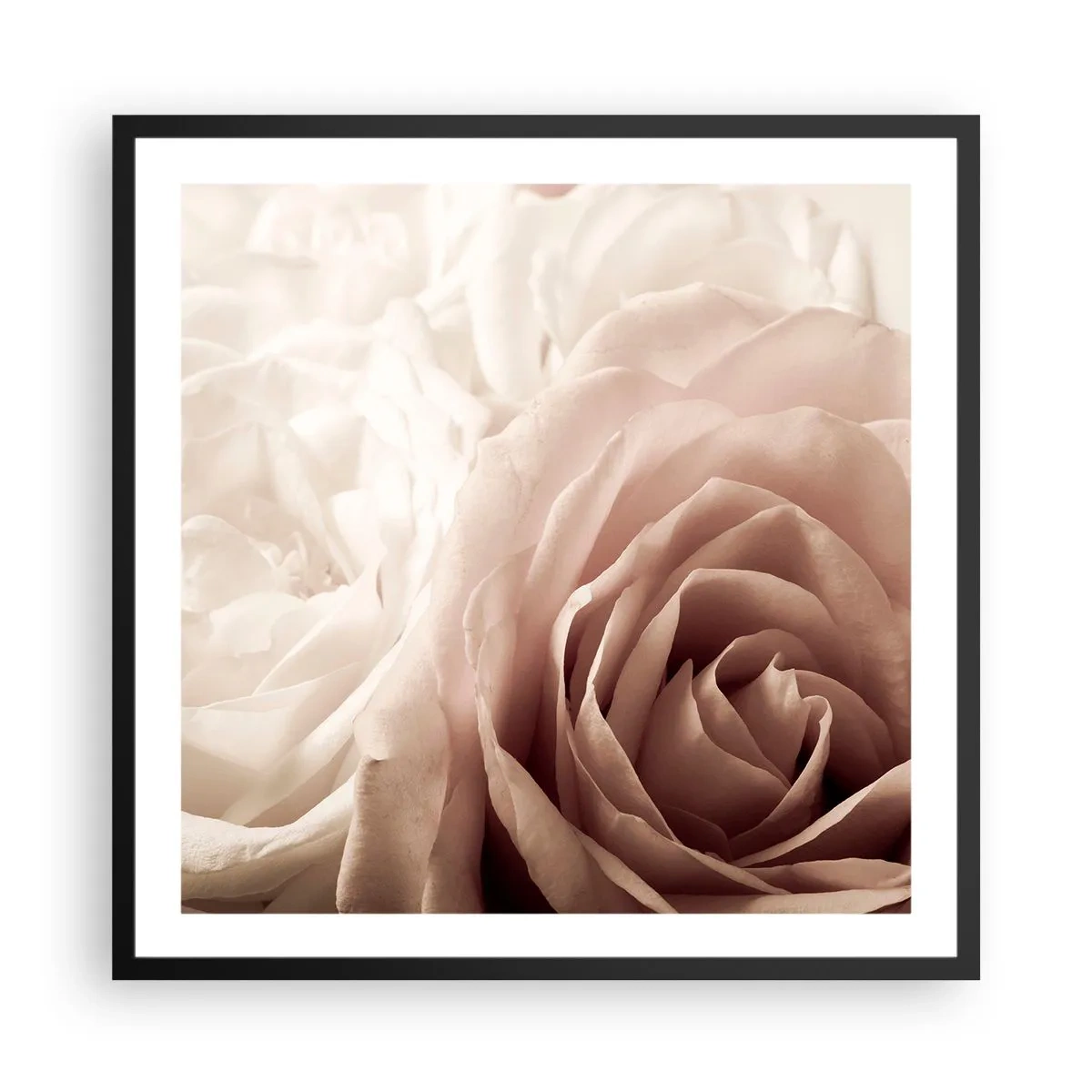 Poster in een zwarte lijst - In het hart van een roos - 60x60 cm