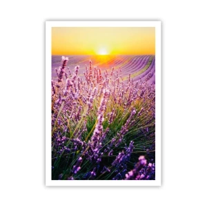 Poster - Geurige korenvelden - 70x100 cm